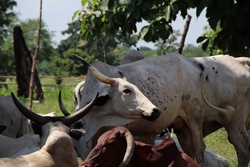 Mission agricole SIRABA