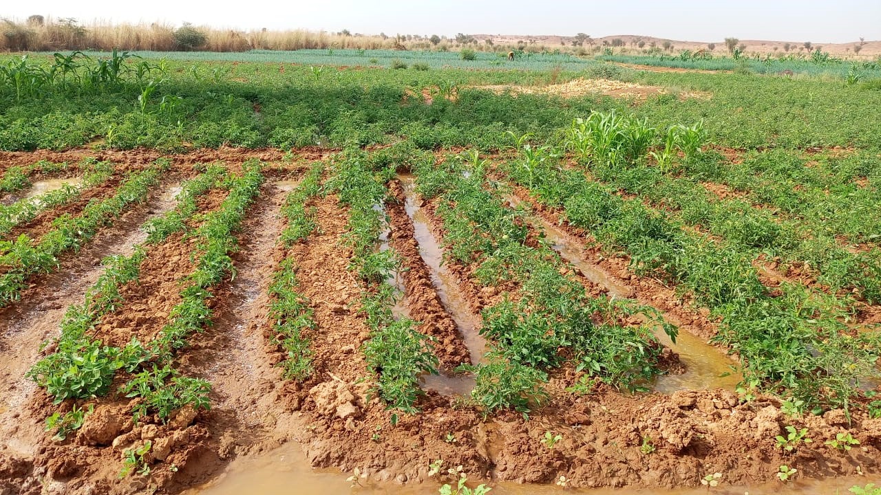 Culture de riz, sésame et niébé
