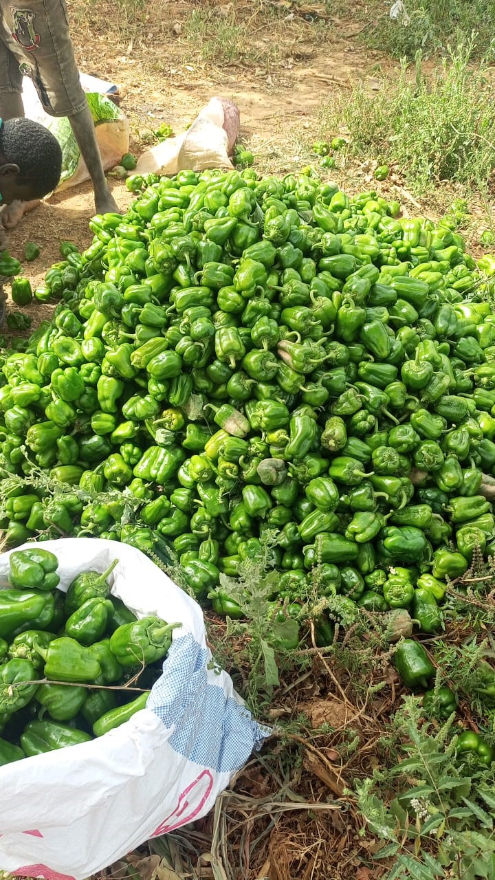 Maraîchage et agriculture